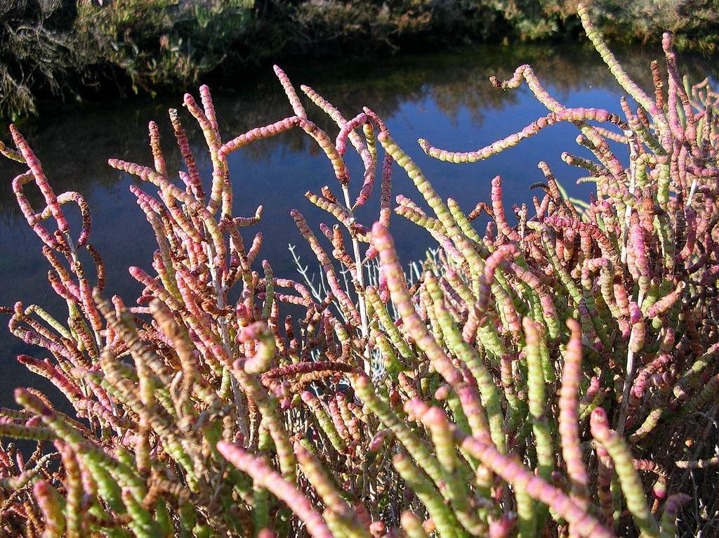 Salicornia sp. da identificare